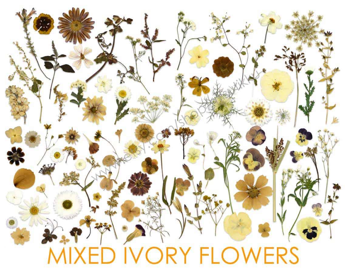 mixed ivory pressed flowers