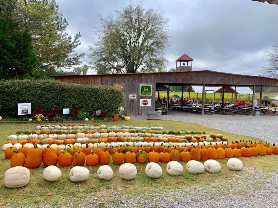 rows of pumpkins at bull bottom farms