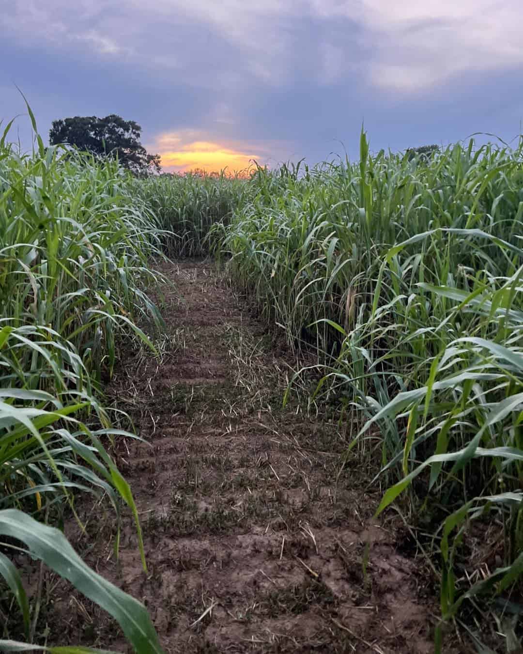 corn maze