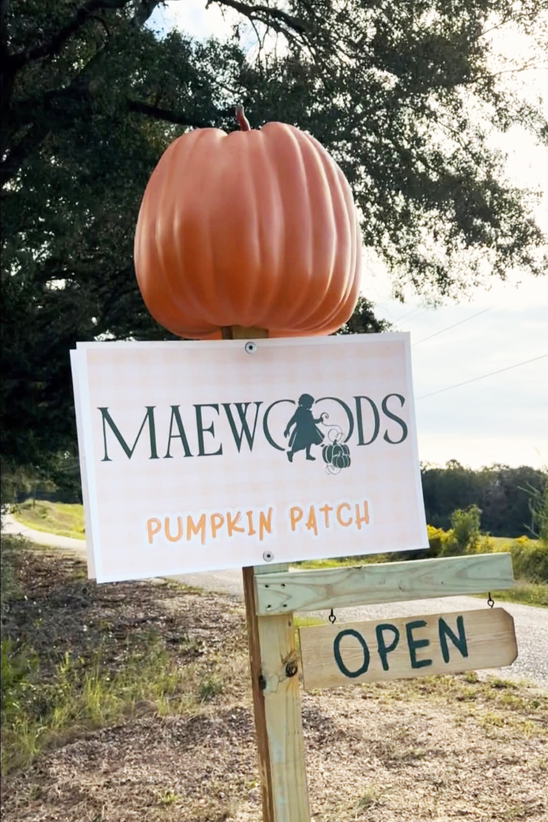 maewoods pumpkin patch