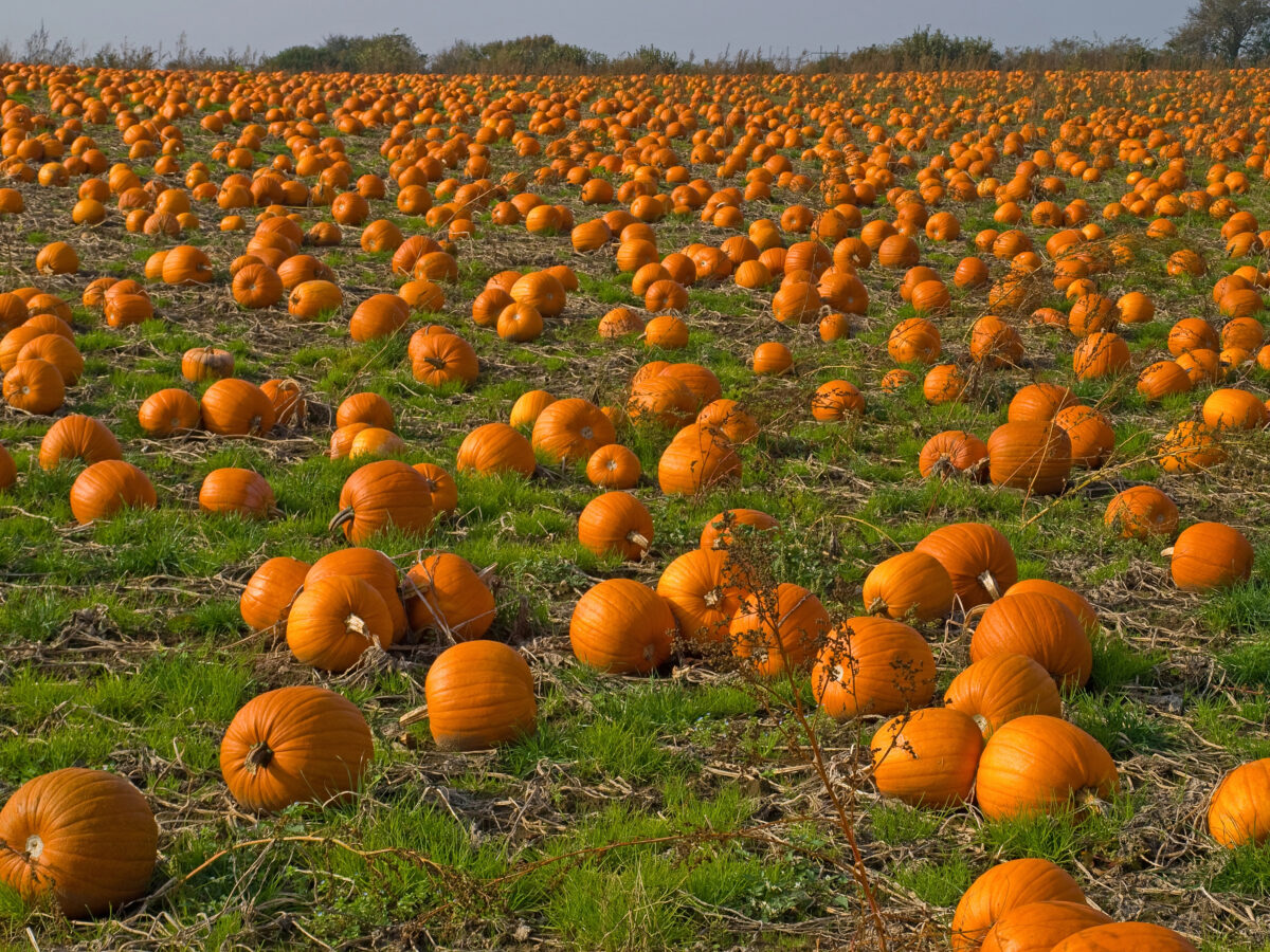 pumpkin patch