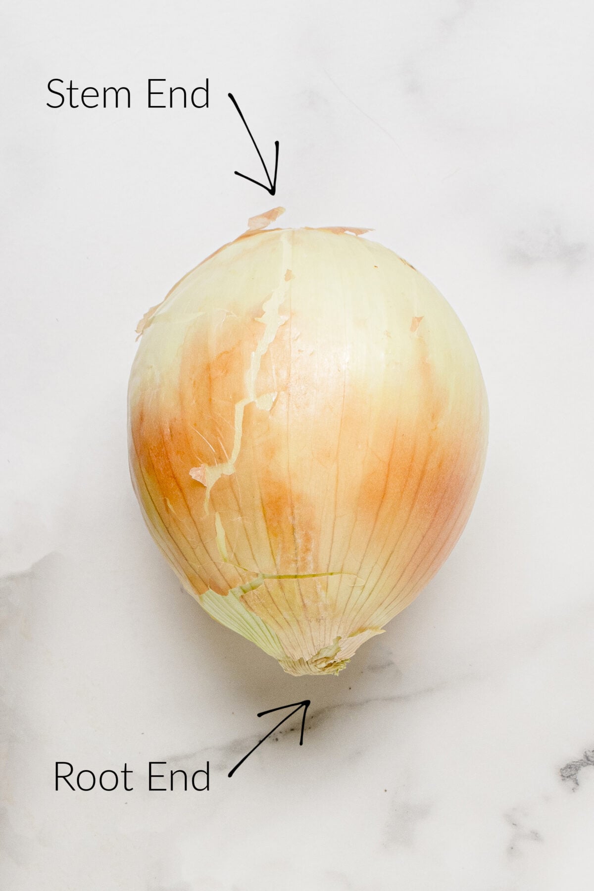 parts of an onion